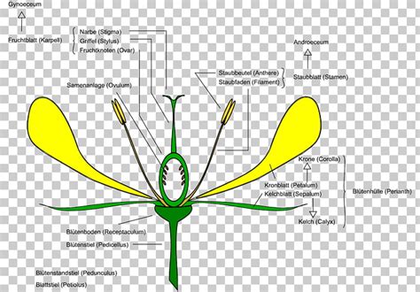 Diagram Of Flower Anatomy | Best Flower Site