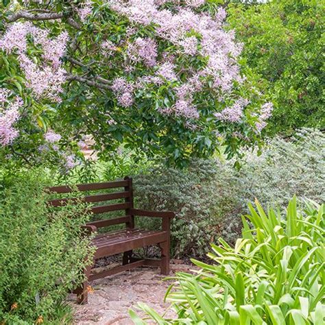 Beautiful Indigenous Trees For Your South African Garden