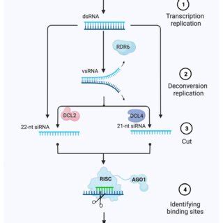 Model Of Post Transcriptional Gene Silencing Ptgs Mediated Gene