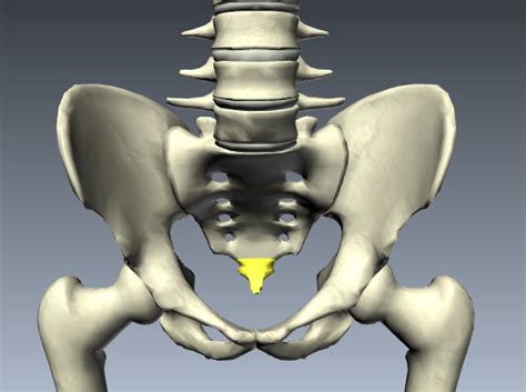 human tailbone anatomy vrogueco