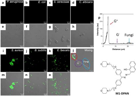 Differentiation Of Gram Positive From Gram Negative Bacteria And Fungi