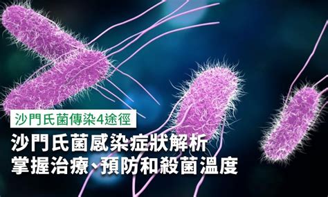 沙門氏菌感染症狀解析，掌握治療、預防8招和殺菌溫度 康健雜誌