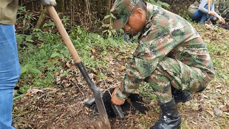 D A Mundial Del Rbol Ej Rcito Sembrar M S De Rboles En El Valle