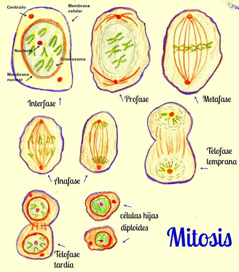 Mitosis Imagenes Hot Sex Picture