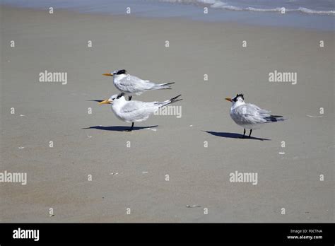 Royal Terns On Ormond Beach Florida Stock Photo Alamy