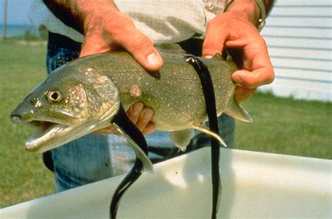 Environmental Monitor | List Of Great Lakes Lamprey Species Includes Awful Sea Lamprey