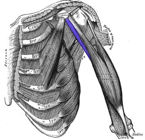 Coracobrachialis