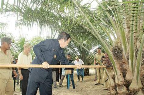 Industri Hilir Kelapa Sawit Di Berau Sangat Potensial