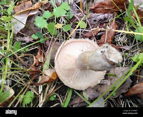 Downy Milk Cap Lactarius Pubescens Fungi Stock Photo Alamy