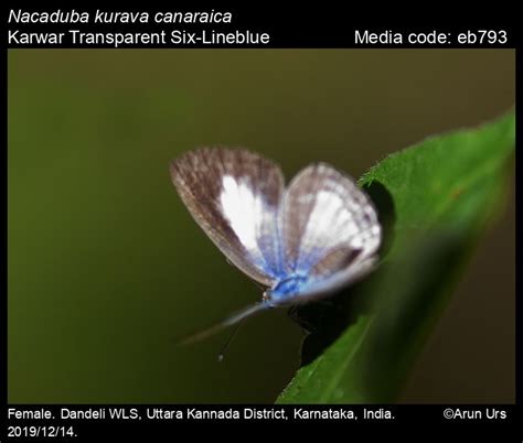 Nacaduba Kurava Moore Transparent Six Lineblue Butterfly