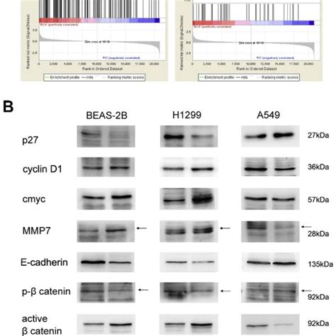 Bcat1 Regulates Wnt Signaling And Targets A Rna Sequencing And Gene