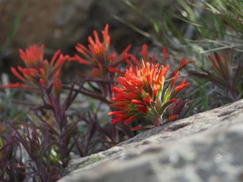 Desert Paintbrush