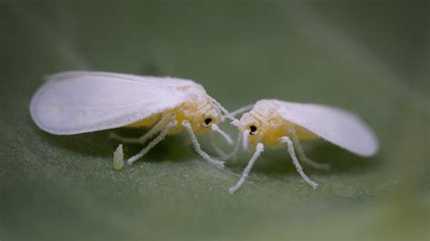 Whitefly Control Toro Pest Management