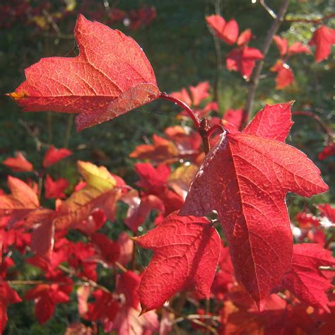 Red Again Steen Jeppesen Flickr