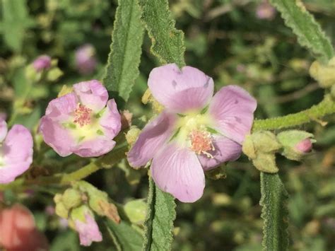 narrowleaf globemallow from Calle Teresa de Cuéllar 100101 Guadalupe