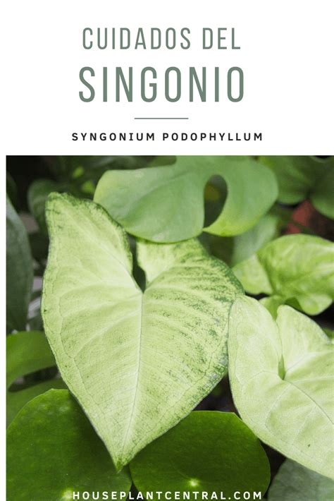 Syngonium Podophyllum Cuidados E Informaci N Houseplant Central