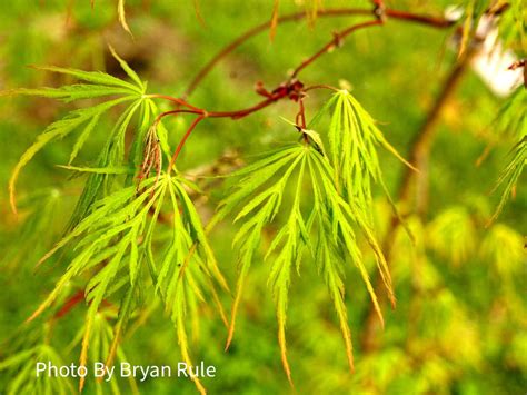 Buy Acer Palmatum Dissectum Autumn Fire Weeping Japanese Maple — Mr