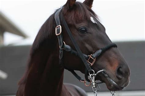 【有馬記念】シャフリヤールは中山競馬場で木曜日に追い切り サンスポzbat