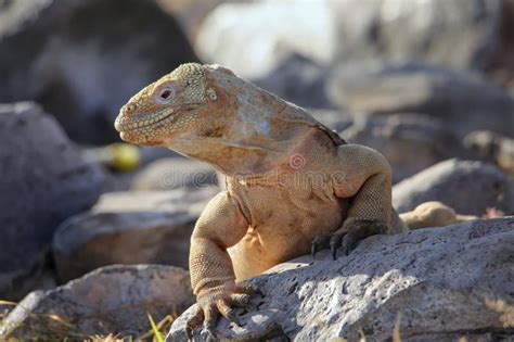 Barrington Land Iguana On Santa Fe Island Galapagos National Park