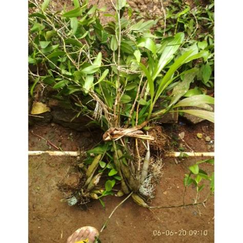 Jual Anggrek Hutan Langka Siap Tanam Shopee Indonesia