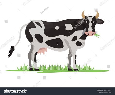 Black White Cow Eating Grass Farm Stock Vector Royalty Free 2231557093 Shutterstock