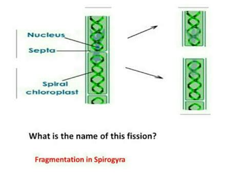 Fragmentation Diagram