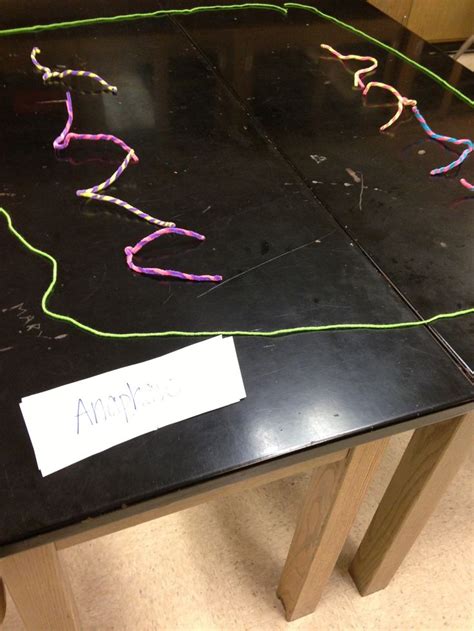 Mitosis On The Table Demonstrated Stages Of Mitosis Using Yarn And