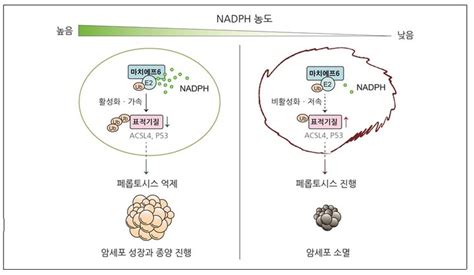 국내연구진 생합성 필수대사체의 암 세포사멸 조절 기전 찾아 네이트 뉴스