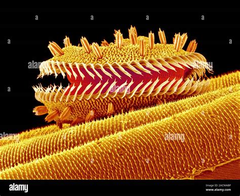 Moth Proboscis Coloured Scanning Electron Micrograph Sem Of The