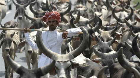 Why Modi Govts New Cattle Slaughter Rules Will Hurt India Hindustan