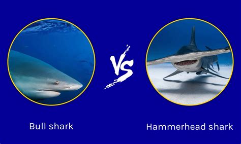 Bull Shark Vs Hammerhead Shark Key Differences A Z Animals