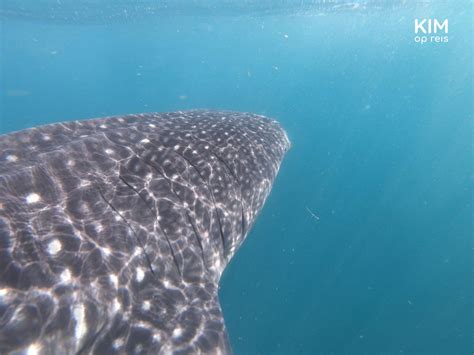 Swim with whale sharks at Isla Holbox | Kim op reis