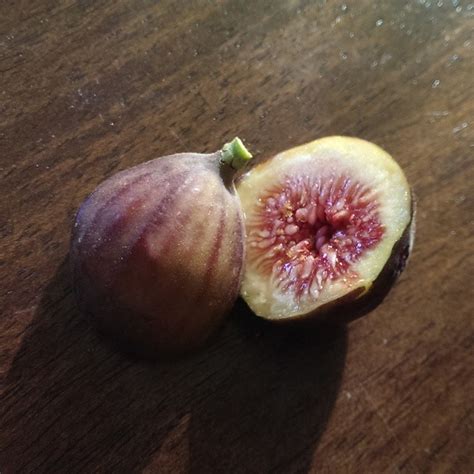 How To Tell When Figs Are Ripe Stark Bro S