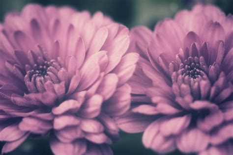 Chrysanthemum Flower Blossom Pink Free Stock Photo Public Domain Pictures