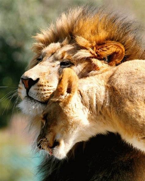 Pareja De Leones Enamorados Imagui