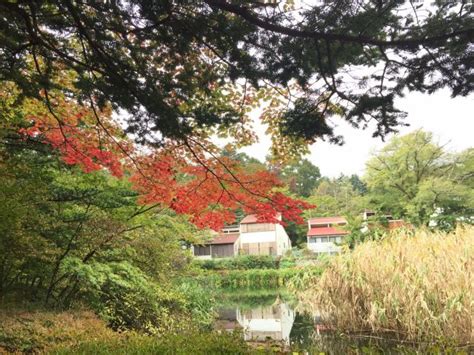 轻井泽町云场池游玩攻略简介 轻井泽町云场池门票 地址 图片 开放时间 照片 门票价格【携程攻略】