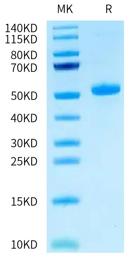 Human CEACAM 3 Protein CEA HM203 KACTUS