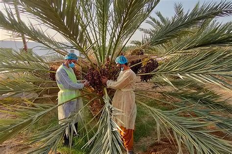 Melihat Lebih Dekat Kebun Kurma Ajwa Di Madinah Makanan Kesukaan Nabi