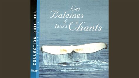 Sons Naturels Chants Et Cris De Baleines Et Bruits De Mer YouTube Music