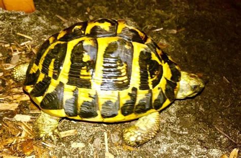 Hermann's Tortoise Facts and Pictures