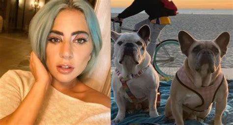 Lady Gaga Hombre Que Robó Los Perros De La Cantante Es Sentenciado A 21 Años De Prisión Usa