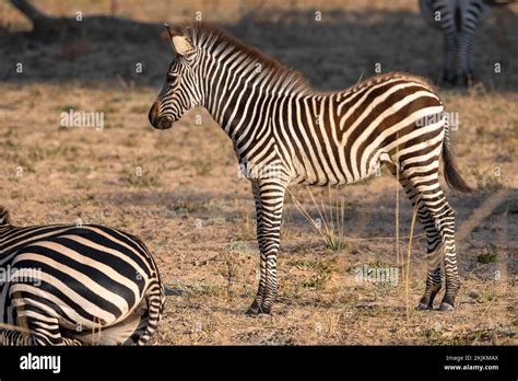 Plains Zebra Of The Subspecies Crawshays Zebra Equus Quagga Crawshayi