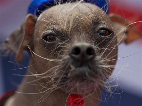 Is This Dog Really That Ugly The Two Way Npr