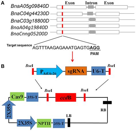 Target Site Design And Crisprcas9 Vector Construction A Schematic Download Scientific