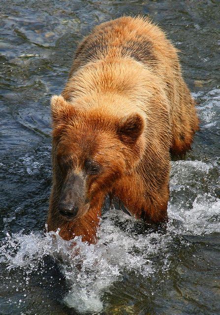 A Large Brown Bear Walking Across A River