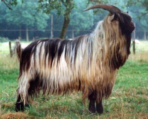 British Alpine Goat Origin Characteristics Uses Photo