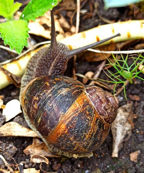 Gestreifte Weinbergschnecke Gestreifte Weinbergschnecke H Flickr