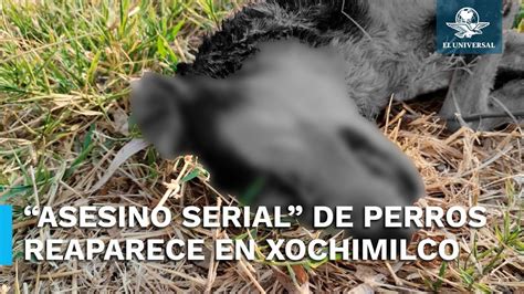 Asesino Serial” De Perros Ataca De Nuevo En El Bosque De Nativitas Ya