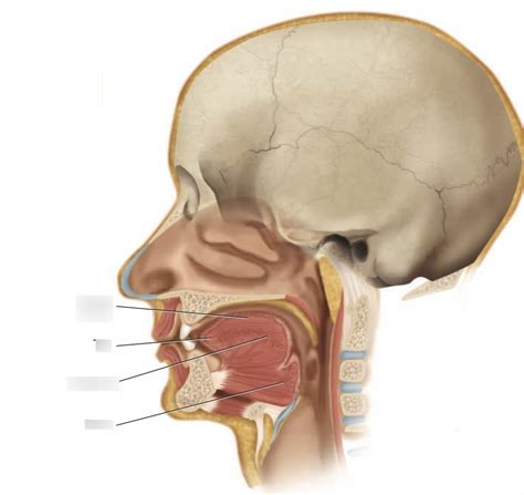 Lateral View Of The Tongue Diagram Quizlet