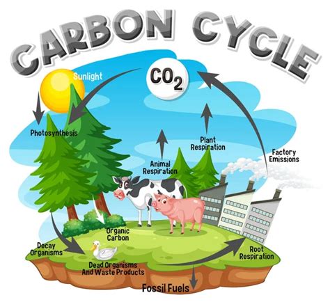 688 Carbon cycle Vector Images | Depositphotos